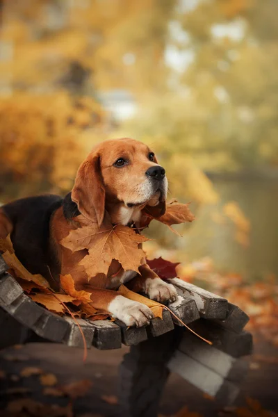 Pies Beagle spaceru w parku jesień — Zdjęcie stockowe