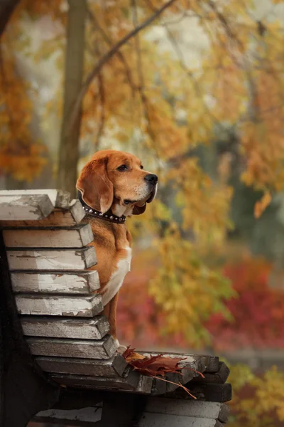 Pes Beagle v podzimním parku — Stock fotografie