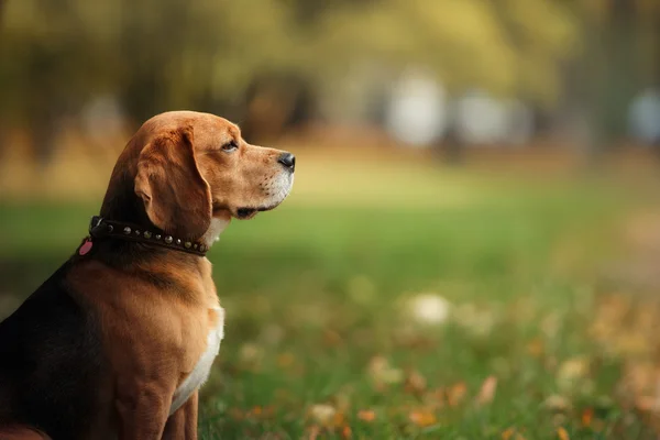 Perro Beagle paseando en el parque de otoño — Foto de Stock