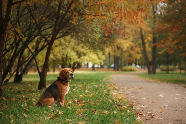 Hond Beagle wandelen in herfst park — Stockfoto