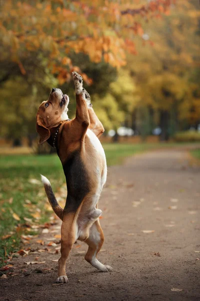 Chien Beagle marche dans le parc d'automne — Photo