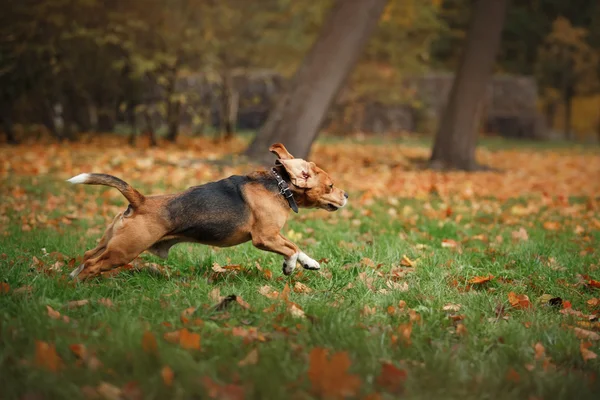 Hond Beagle wandelen in herfst park — Stockfoto