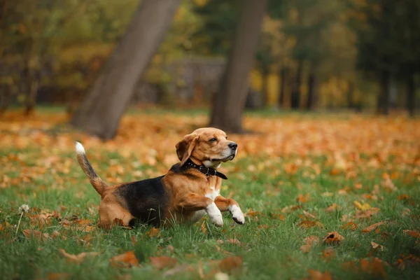 Perro Beagle paseando en el parque de otoño —  Fotos de Stock