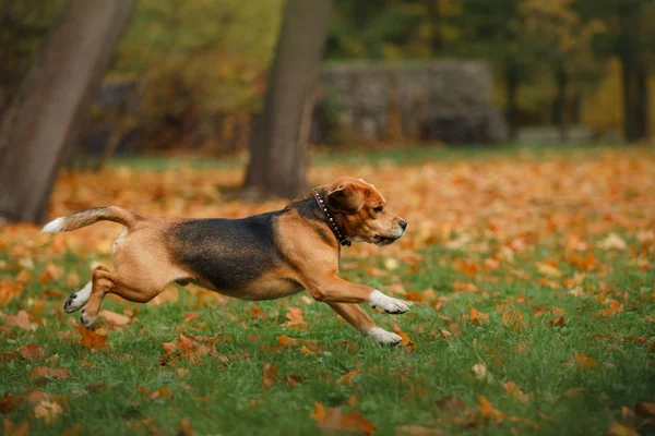 Hund Beagle promenader i höst park — Stockfoto