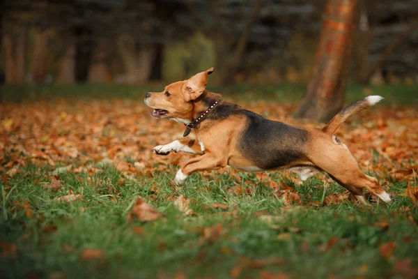 Hond Beagle wandelen in herfst park — Stockfoto