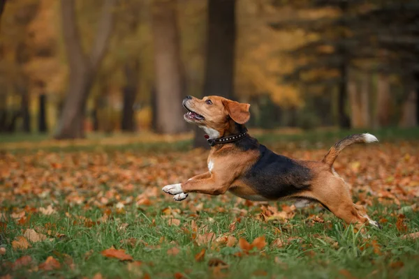 Dog Beagle caminhando no parque de outono — Fotografia de Stock