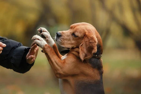 Dog Beagle caminhando no parque de outono — Fotografia de Stock
