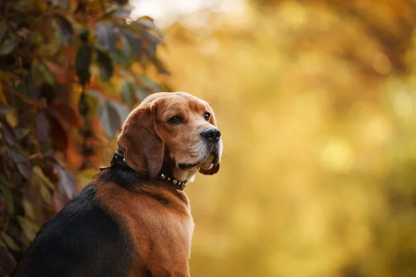 Dog Beagle caminhando no parque de outono — Fotografia de Stock