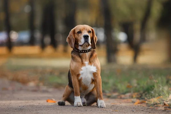Собака Бигл гуляет в осеннем парке — стоковое фото