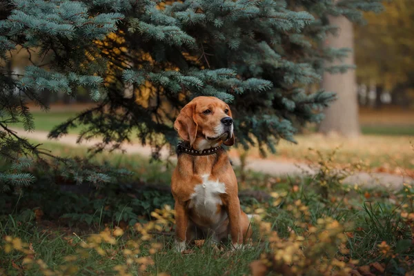 Hundebeagle spazieren im Herbstpark — Stockfoto