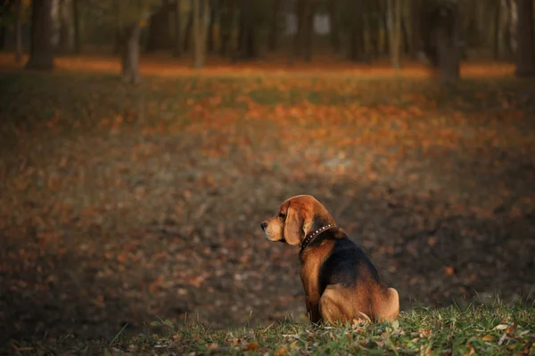 秋の公園で歩く犬ビーグル — ストック写真