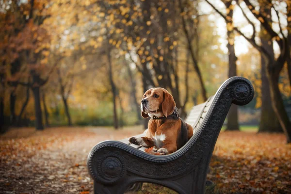 Dog Beagle caminhando no parque de outono — Fotografia de Stock