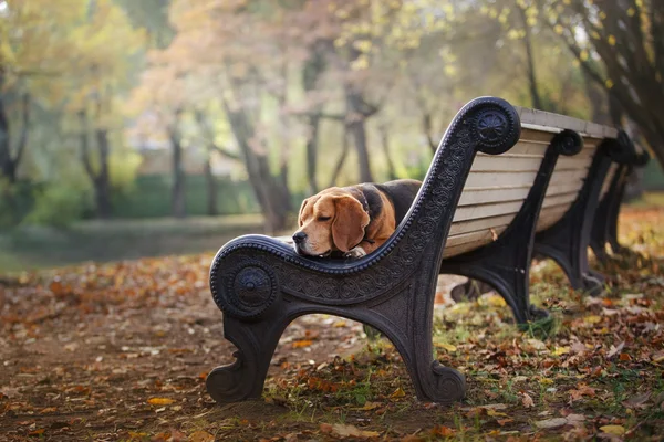 Hund Beagle promenader i höst park — Stockfoto