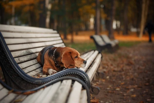 Hundebeagle spazieren im Herbstpark — Stockfoto