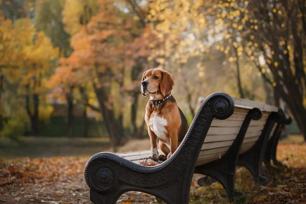 Pies Beagle spaceru w parku jesień — Zdjęcie stockowe