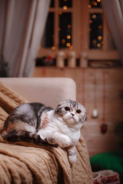 Kedi doğurmak İskoç Fold, Noel ve yeni yıl