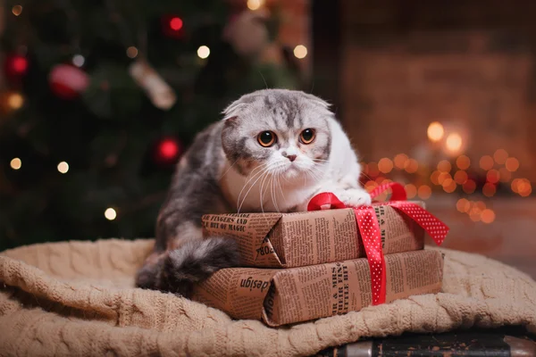 Gato raza escocés Doble, Navidad y Año Nuevo — Foto de Stock