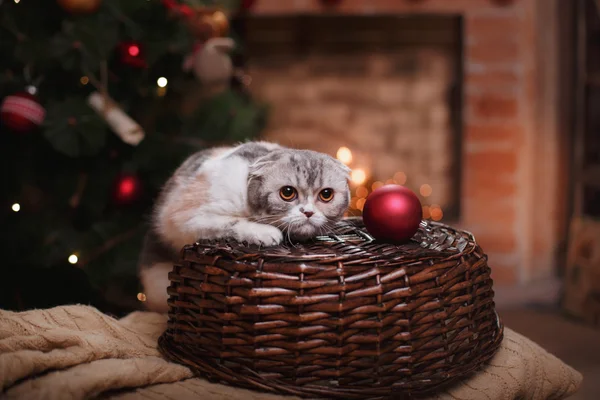 Gatto razza scozzese Piegare, Natale e Capodanno — Foto Stock