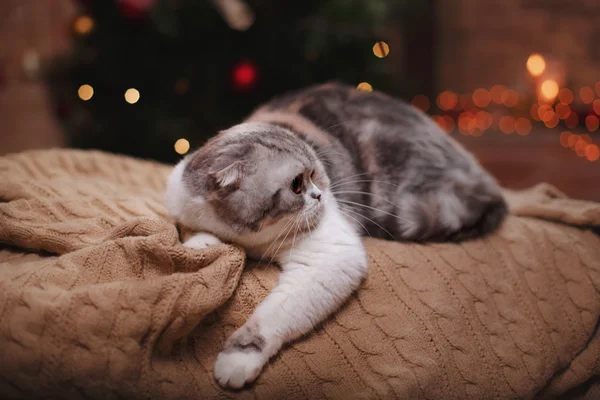 Kot rasy Scottish Fold, Boże Narodzenie i nowy rok — Zdjęcie stockowe