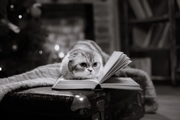 Cat breed Scottish Fold, Christmas and New Year — Stock Photo, Image