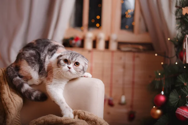 Kot rasy Scottish Fold, Boże Narodzenie i nowy rok — Zdjęcie stockowe