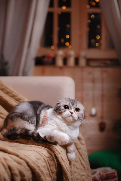 Katzenzucht Schottische Falte, Weihnachten und Neujahr — Stockfoto