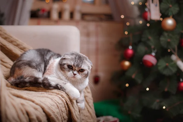 Katzenzucht Schottische Falte, Weihnachten und Neujahr — Stockfoto