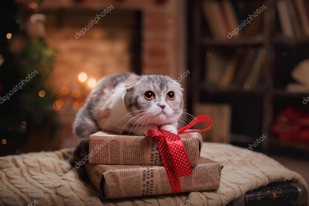 Gatto Di Razza Scottish Fold Natale E Capodanno Foto Stock