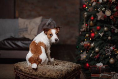 Jack Russell Terrier köpek. tatil,