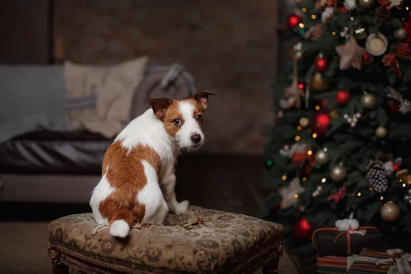 Chien Jack Russell Terrier. vacances , — Photo