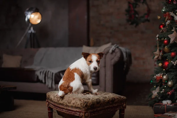 Hund Jack Russell Terrier. Urlaub, — Stockfoto