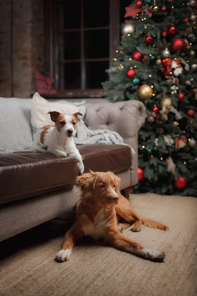 Hund Jack Russell Terrier och hunden Nova Scotia Duck Tolling Retriever semester, — Stockfoto