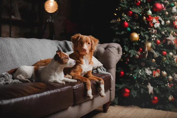 Σκύλος Jack Russell Terrier και σκυλί Nova Scotia Duck διοδίων Retriever διακοπές, — Φωτογραφία Αρχείου