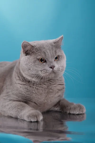 Gato britânico cinza em um estúdio — Fotografia de Stock