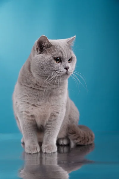 Gato britânico cinza em um estúdio — Fotografia de Stock
