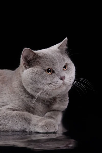 Grå brittiska katt på en studio — Stockfoto