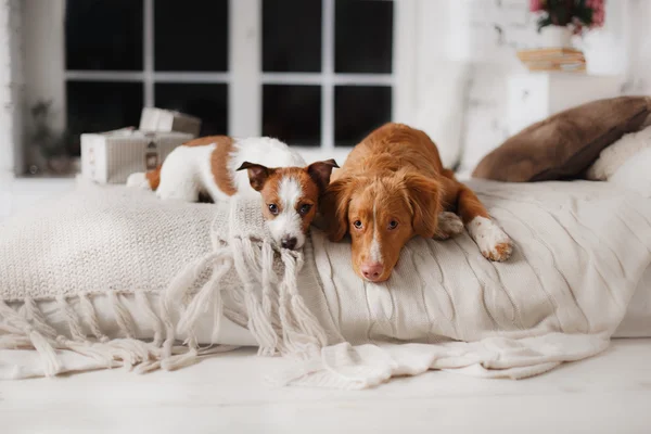 Chien Jack Russell Terrier et chien Nouvelle-Écosse Duck Tolling Retriever — Photo