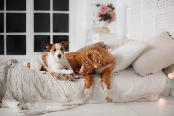 Perro Jack Russell Terrier y Perro Nova Scotia Pato Tolling Retriever —  Fotos de Stock