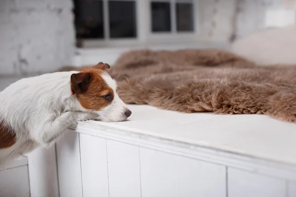 Hond jack russell terriër — Stockfoto