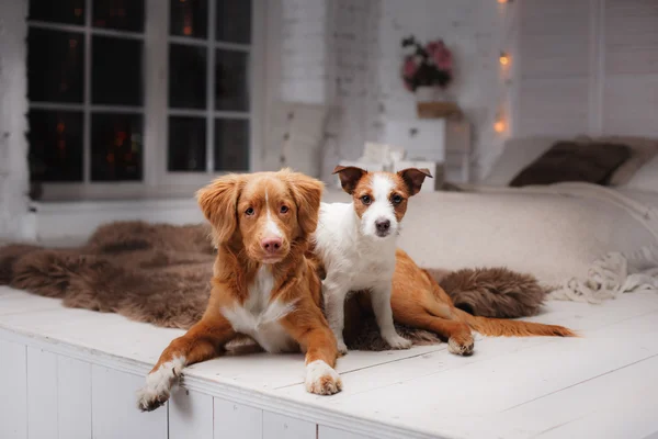 Perro Jack Russell Terrier y Perro Nova Scotia Pato Tolling Retriever — Foto de Stock