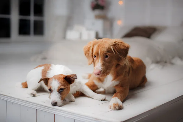 Cane Jack Russell Terrier e cane Nova Scotia Duck Tolling Retriever — Foto Stock