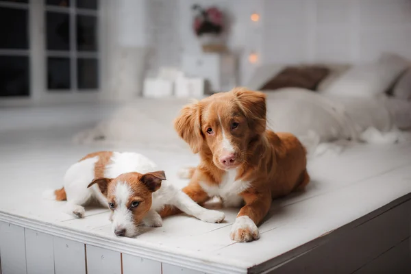 Perro Jack Russell Terrier y Perro Nova Scotia Pato Tolling Retriever — Foto de Stock