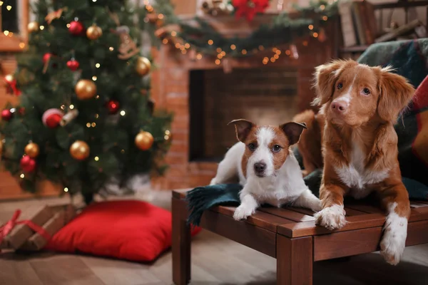 Dog Jack Russell Terrier and Dog Nova Scotia Duck Tolling Retriever holiday — Stock Photo, Image