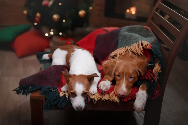 Kutya-Jack Russell Terrier és a kutya Nova Scotia Duck Retriever autópályadíj holiday — Stock Fotó