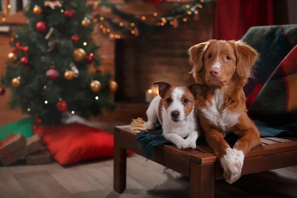 Perro Jack Russell Terrier y Perro Nova Scotia Tolling Retriever vacaciones —  Fotos de Stock