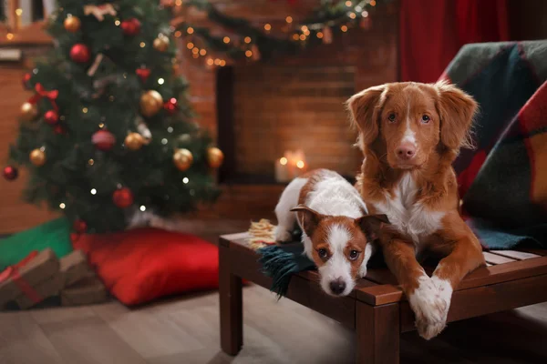 Pies Jack Russell Terrier i pies Nova Scotia Duck Tolling Retriever wakacje — Zdjęcie stockowe