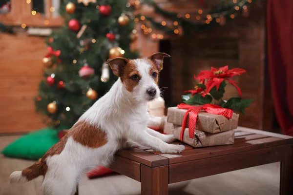 Jack Russell Terrier pies wakacje — Zdjęcie stockowe