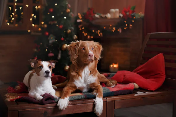 Kutya-Jack Russell Terrier és a kutya Nova Scotia Duck Retriever autópályadíj holiday — Stock Fotó
