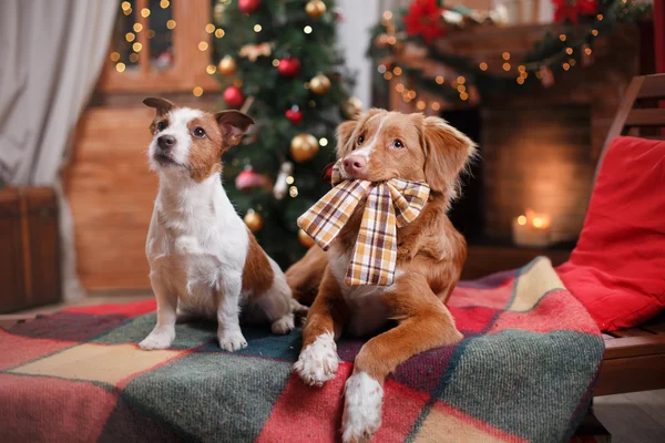 Köpek Jack Russell Terrier ve köpek Nova Scotia Duck Tolling Retriever tatil, yılbaşı — Stok fotoğraf