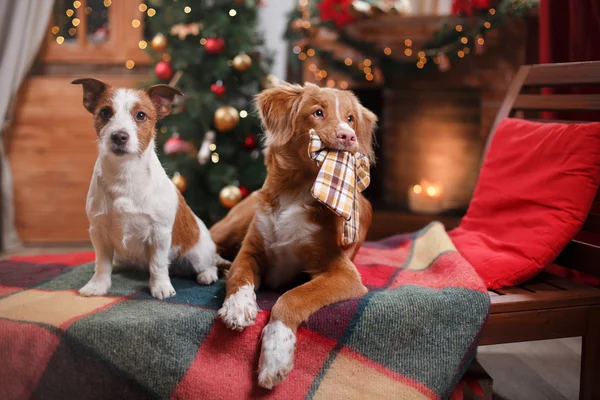 Σκύλος Jack Russell Terrier και σκυλί Nova Scotia Duck διοδίων Retriever διακοπές, Χριστούγεννα — Φωτογραφία Αρχείου